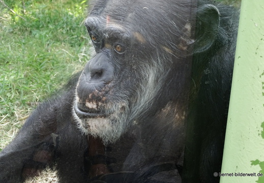 25-08-27-karlsruhe-stadtgarten-zoo-benny-002