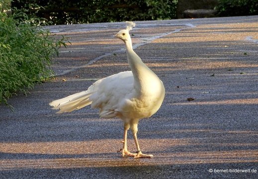 25-08-27-karlsruhe-stadtgarten-zoo-pfau-