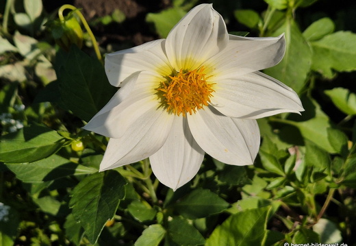 25-09-29-philosophenweg-Dahlie-003