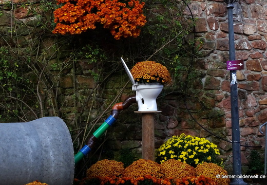 25-10-30-lahr-chrysanthema-031