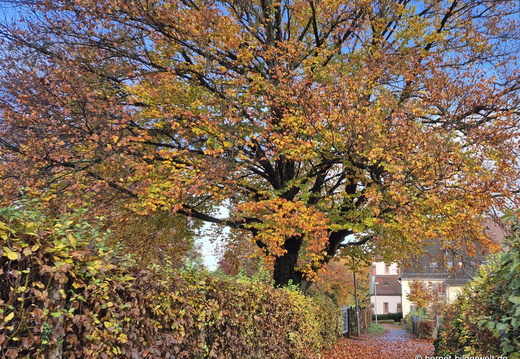 25-11-02-gebrueder-grimm-weg-002