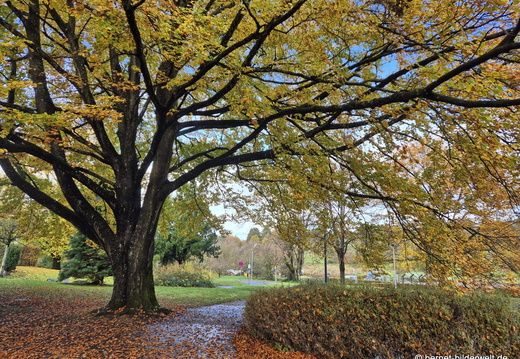 25-11-02-gebrueder-grimm-weg-003