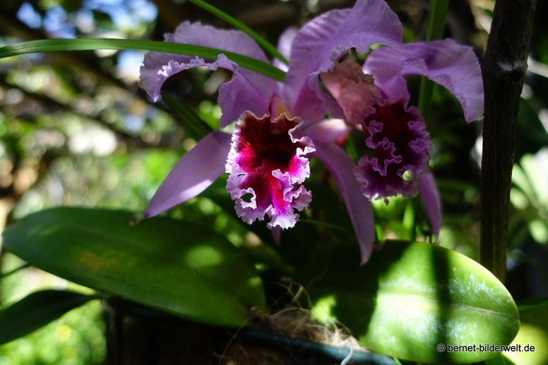 25-12-07-los llanos-adjovimar-garten-.jpg