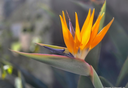 25-12-07-los llanos-adjovimar-garten-003