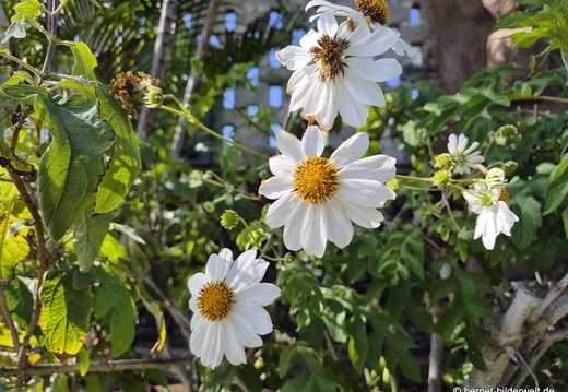 25-12-07-los llanos-adjovimar-garten-004