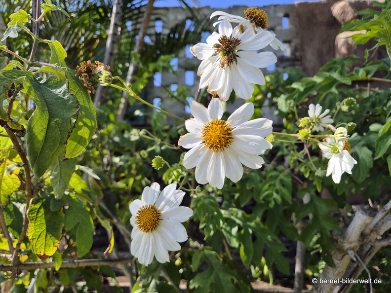 25-12-07-los llanos-adjovimar-garten-004.jpg