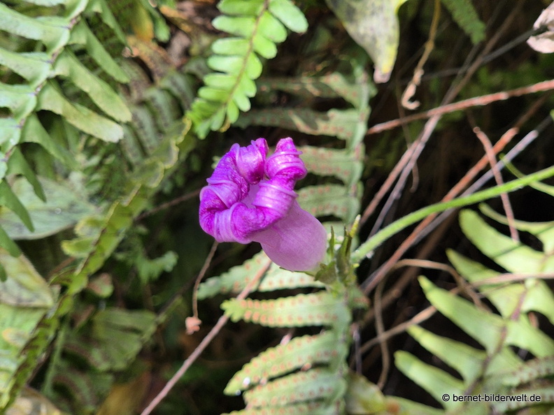 25-12-07-los llanos-adjovimar-garten-005.jpg