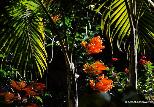 25-12-08-los llanos-adjovimar-garten-001