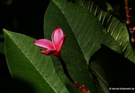 25-12-08-los llanos-adjovimar-garten-002