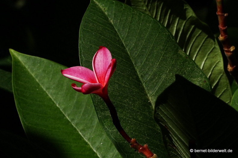 25-12-08-los llanos-adjovimar-garten-002.jpg