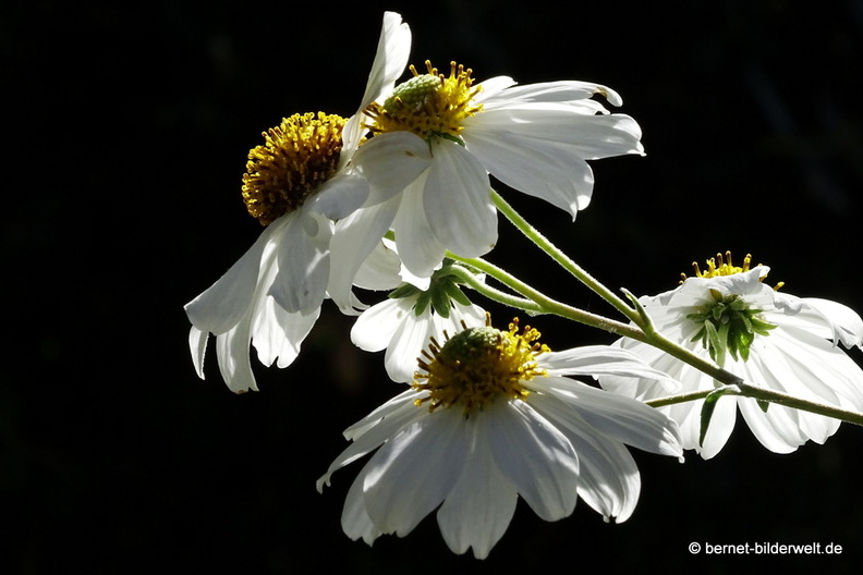 25-12-08-los llanos-adjovimar-garten-011.jpg