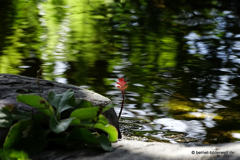 25-12-08-los llanos-adjovimar-garten-028.jpg