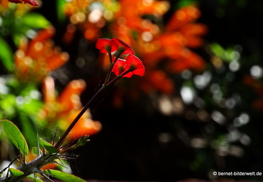 Jardin Adjovimar 2025 