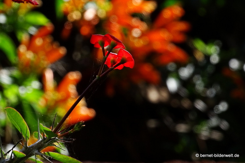 25-12-08-los llanos-adjovimar-garten-032.jpg