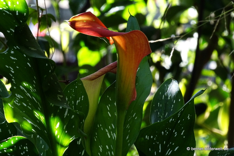25-12-08-los llanos-adjovimar-garten-040.jpg