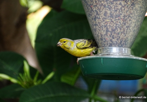 25-12-11-los llanos-adjovimar-garten-005