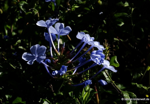 25-12-12-los llanos-adjovimar-garten-023
