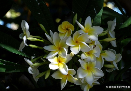 25-12-12-los llanos-adjovimar-garten-026