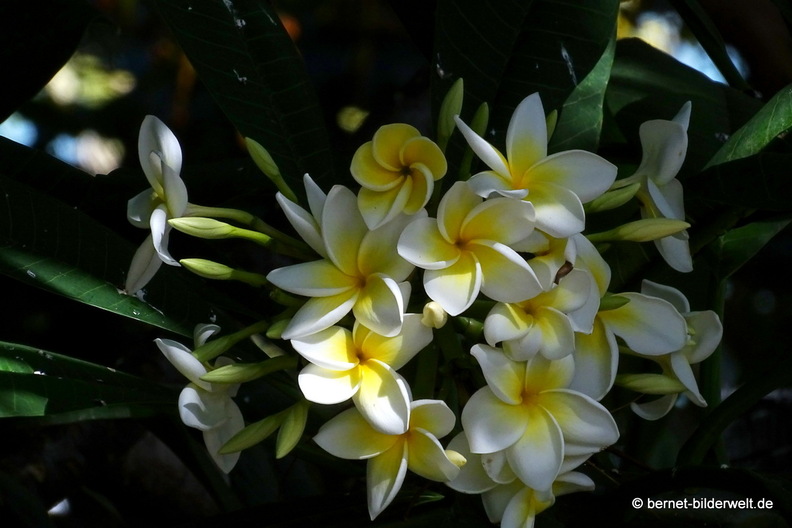 25-12-12-los llanos-adjovimar-garten-026.jpg