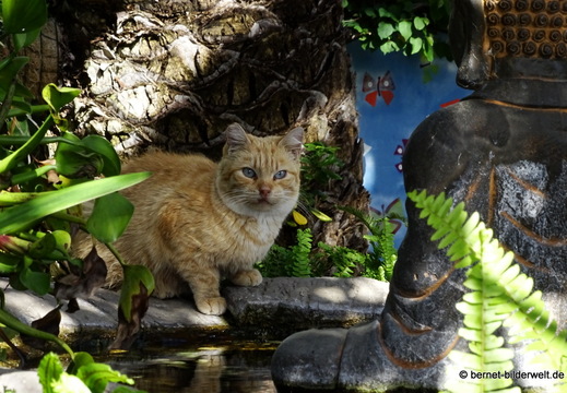 25-12-12-los llanos-adjovimar-garten-029