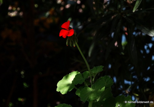 25-12-12-los llanos-adjovimar-garten-031