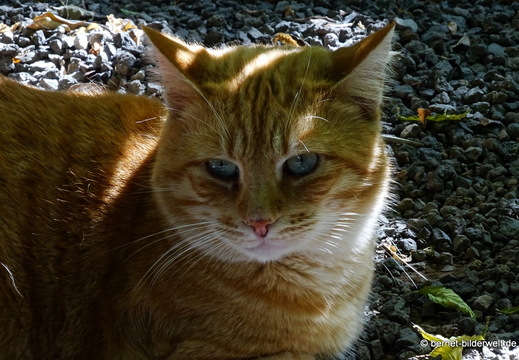 25-12-12-los llanos-adjovimar-garten-048