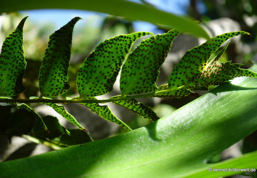 25-12-12-los llanos-adjovimar-garten-061