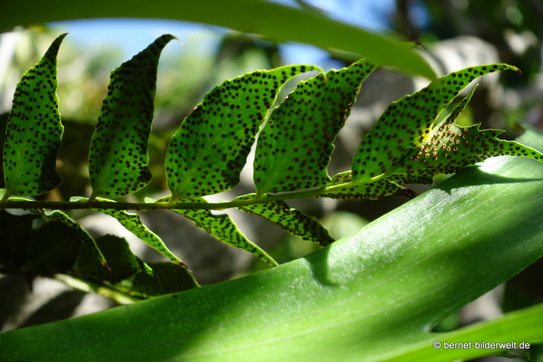 25-12-12-los llanos-adjovimar-garten-061.jpg