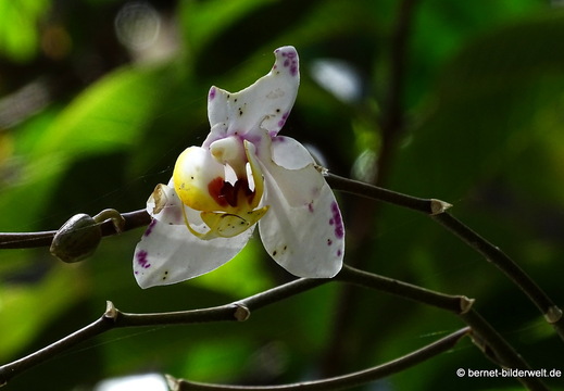 25-12-12-los llanos-adjovimar-garten-067