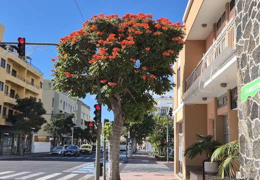 25-12-10-los llanos-Calle enrico-m-l- tulpenbaum- 