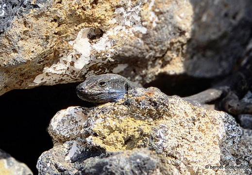 25-12-10-los llanos-la palma eidechse blaubart-007