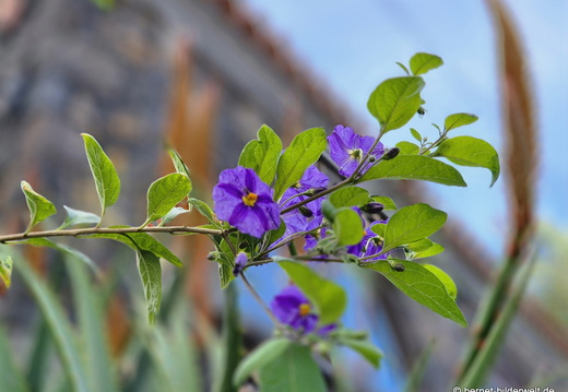 25-12-11-los llanos-028