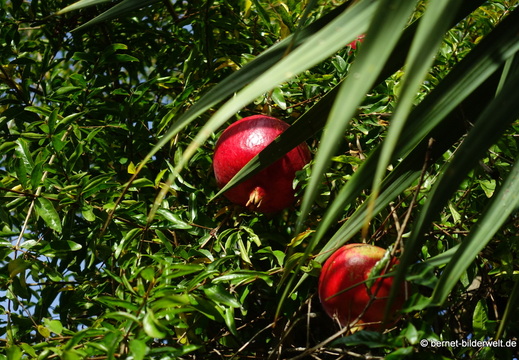 25-12-11-los llanos-033