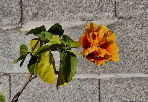 25-12-11-los llanos-039