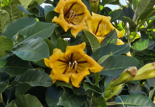 25-12-12-los llanos-112