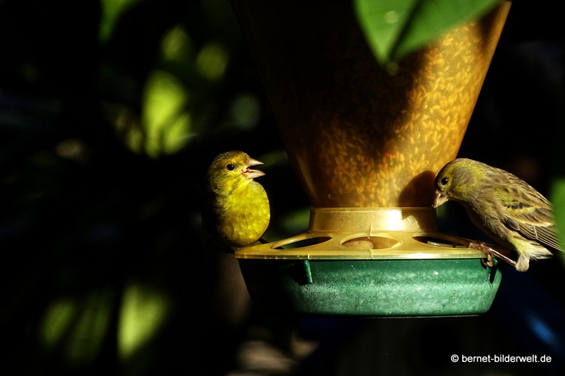 25-12-15-los llanos-adjovimar-garten-010.JPG