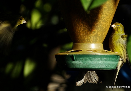 25-12-15-los llanos-adjovimar-garten-014