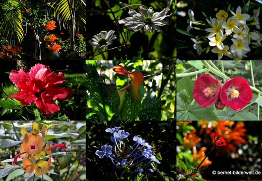 25-12-15-los llanos-adjovimar-garten-collage-001