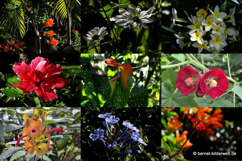 25-12-15-los llanos-adjovimar-garten-collage-001.JPG