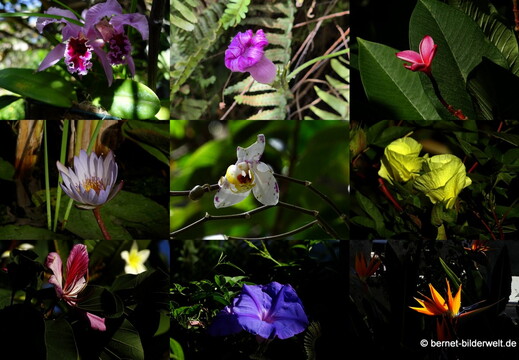 25-12-15-los llanos-adjovimar-garten-collage-002