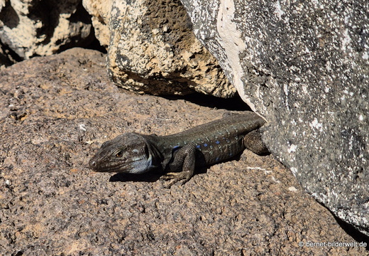 25-12-15-los llanos-eidechse-blaubart-001