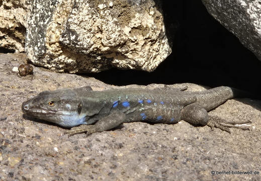 25-12-17-los llanos-eidechse-blaubart-003