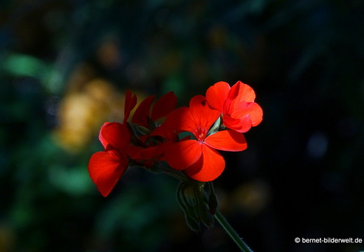 25-12-19-los llanos-adjovimar-garten-003