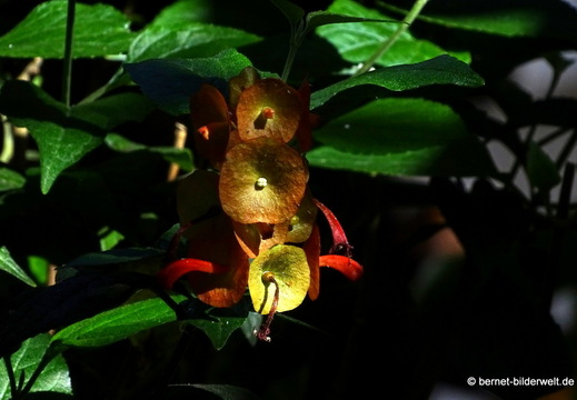 25-12-19-los llanos-adjovimar-garten-chinesenhut-001