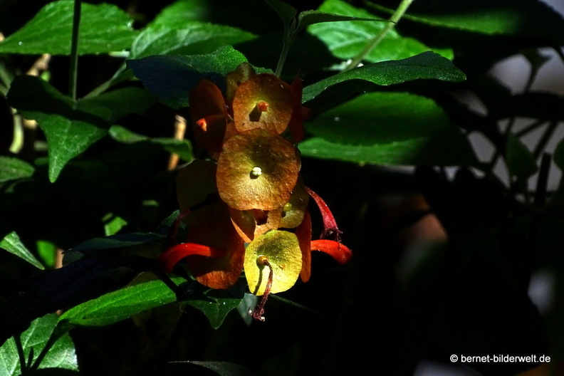 25-12-19-los llanos-adjovimar-garten-chinesenhut-001.JPG