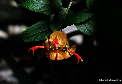 25-12-19-los llanos-adjovimar-garten-chinesenhut-002