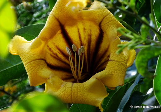 25-12-25-los llanos-adjovimar-garten-021