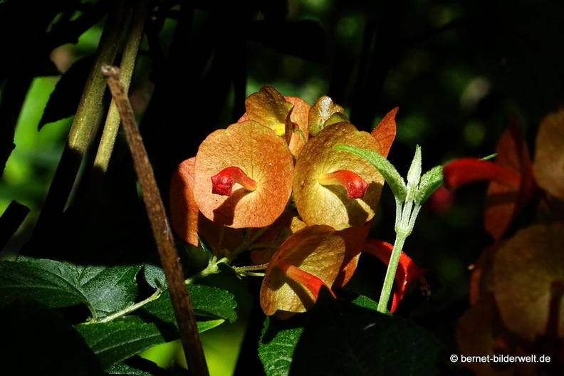 25-12-25-los llanos-adjovimar-garten-chinesenhut-.jpg