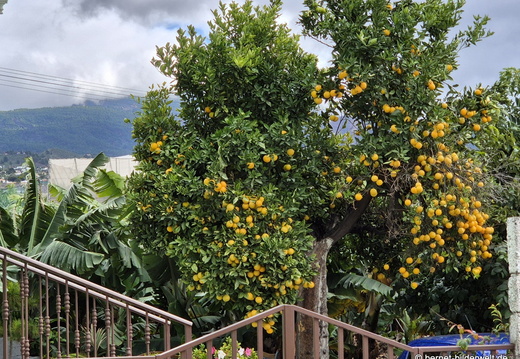 25-12-20-los llanos-los palomares-