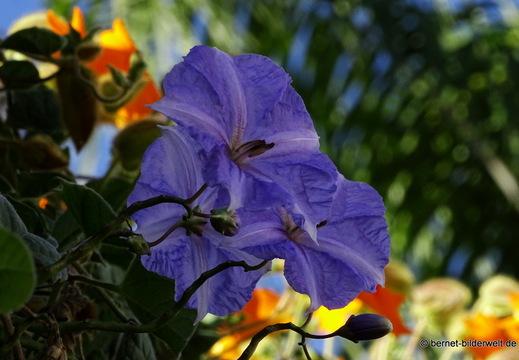 25-12-21-los llanos-032